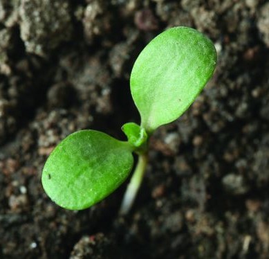 Bild av blåklint i stadiet hjärtblad